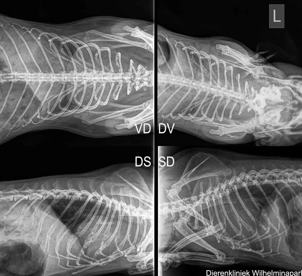 Het hart is vergroot bij cavia Tweetie